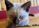 Vanilla Cream - Domestic Kitten For Sale - Mankato&comma; MN&comma; US