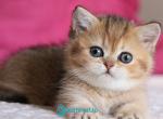 Zucchini - Munchkin Kitten For Sale - Pembroke Pines&comma; FL&comma; US