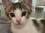 Zachery - American Shorthair Kitten For Sale - Long Beach&comma; CA&comma; US