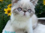 Margo - Exotic Kitten For Sale - Pembroke Pines&comma; FL&comma; US