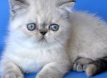 Polly - Exotic Kitten For Sale - Pembroke Pines&comma; FL&comma; US