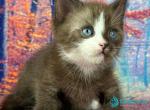 Gary - Munchkin Kitten For Sale - Pembroke Pines&comma; FL&comma; US