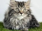 Male tabby short leg Persian kitten - Minuet Kitten For Sale - St&period; Joseph&comma; MI&comma; US