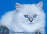 Filya - Siberian Kitten For Sale - Pembroke Pines&comma; FL&comma; US