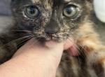 Winifred - American Shorthair Kitten For Sale - 