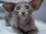 Torres - Oriental Kitten For Sale - Pembroke Pines&comma; FL&comma; US
