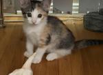 Sarah Sanders - American Shorthair Kitten For Sale - 