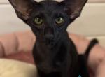 Hunter - Oriental Kitten For Sale - Pembroke Pines&comma; FL&comma; US