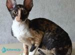 Paloma - Cornish Rex Kitten For Sale - Pembroke Pines&comma; FL&comma; US