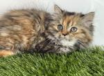 Persian kittens - Persian Kitten For Sale - St&period; Joseph&comma; MI&comma; US