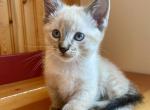 Vanilla Mousse - Domestic Kitten For Sale - 