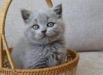 British Shorthair Lilac Girl - British Shorthair Kitten For Sale - Shakopee&comma; MN&comma; US