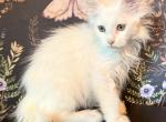 Orion - Maine Coon Kitten For Sale - 