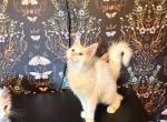Titan - Maine Coon Kitten For Sale - Sedalia&comma; MO&comma; US
