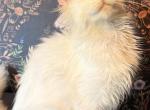 Atlas - Maine Coon Kitten For Sale - 