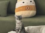 Grace - Domestic Kitten For Sale/Retired Breeding - Katy&comma; TX&comma; US