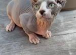 Shelly - Bambino Kitten For Sale - Valrico&comma; FL&comma; US