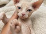 LEE - Sphynx Kitten For Sale - Valrico&comma; FL&comma; US