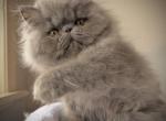 Persian Male Available - Persian Kitten For Sale - 