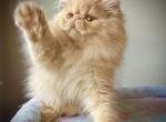 Persian boy Available - Persian Kitten For Sale - 