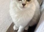 Silver moon - Scottish Fold Kitten For Sale - Aldie&comma; VA&comma; US