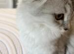 Silver moon - Scottish Fold Kitten For Sale - Aldie&comma; VA&comma; US