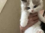Elliot - Ragdoll Kitten For Sale - San Diego&comma; CA&comma; US