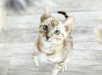 Luna - Bengal Kitten For Sale - NY&comma; US
