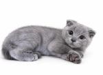 Milo - Scottish Fold Kitten For Sale - Shelby Township&comma; MI&comma; US