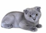 Milo - Scottish Fold Kitten For Sale - 