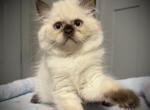 Chocolate Point Persian Mix Male Available - Persian Kitten For Sale - Lake Station&comma; IN&comma; US