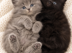 Midnight & Misty Litter - Domestic Kitten For Sale - West Chester&comma; OH&comma; US