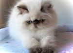 CFA Female Chocolate Point AVAILABLE - Persian Kitten For Sale - Lake Station&comma; IN&comma; US