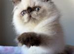 CFA Female Chocolate Point SOLD TO SAMANTHA - Persian Kitten For Sale - Lake Station&comma; IN&comma; US
