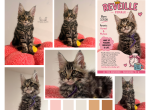 Reveille - Maine Coon Kitten For Sale - Waxahachie&comma; TX&comma; US