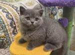 Blue British girl Misty Belle - British Shorthair Kitten For Sale - NY&comma; US