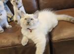 Grey's Summer Litter - Balinese Kitten For Sale