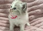 TICA Registered Pink Ribbon Female - Ragdoll Kitten For Sale - 