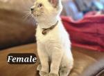 Grey's Summer Siamese - Siamese Kitten For Sale - 