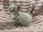TICA Registered Blue Ribbon Male - Ragdoll Kitten For Sale - 