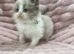 TICA Registered Green Ribbon Male - Ragdoll Kitten For Sale - 