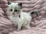 TICA Registered Purple Ribbon - Ragdoll Kitten For Sale - 