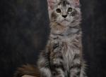 H2 Litter - Maine Coon Kitten For Sale - Las Vegas&comma; NV&comma; US