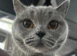Gracy - British Shorthair Cat For Sale - N Brunswick&comma; NJ&comma; US