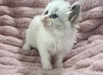 TICA Registered White Ribbon Kitten - Ragdoll Kitten For Sale - PA&comma; US