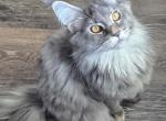 Coconut - Maine Coon Kitten For Sale - Clayton&comma; NC&comma; US