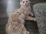 Cheddar - Maine Coon Kitten For Sale - Clayton&comma; NC&comma; US