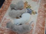 Ragdoll Kittens - Ragdoll Kitten For Sale - Delano&comma; CA&comma; US
