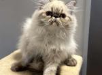 Persian Himalayan male - Persian Kitten For Sale - Brooklyn&comma; NY&comma; US