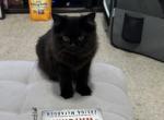 Miss Millie - Persian Kitten For Sale - Benbrook&comma; TX&comma; US